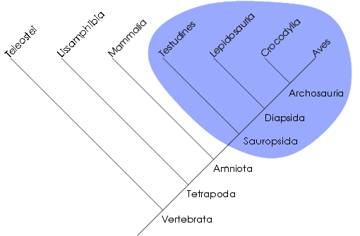 Monophylie — Wikipédia