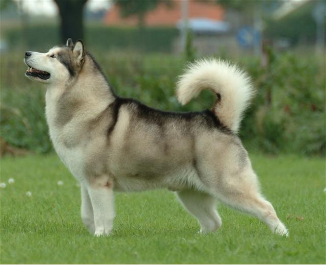 Alaskan Malamute - Wikipedia