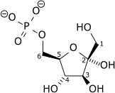 Fructose-6-phosphate — Wikipédia