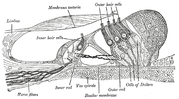 Hair cell - Wikipedia