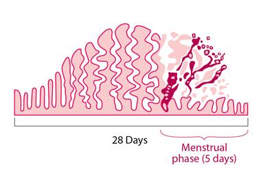 Menstruation - Wikipedia