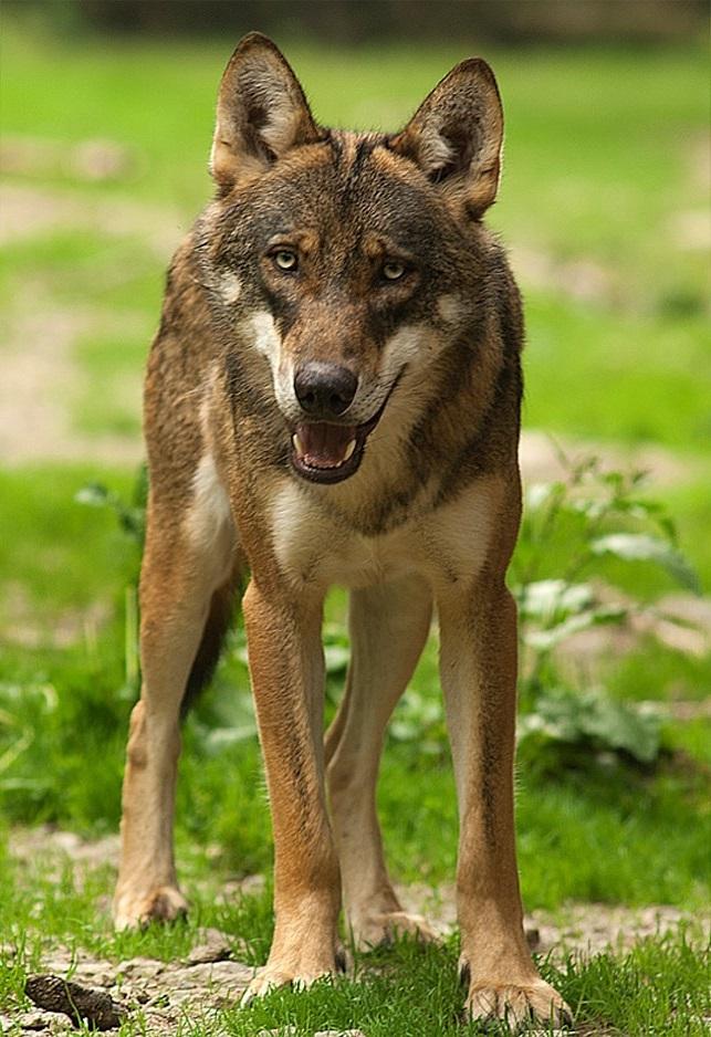 Italian wolf - Wikipedia