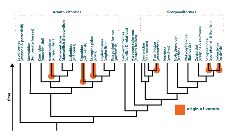 Phylogenetics - Wikipedia