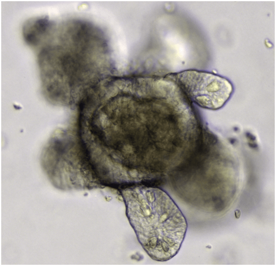 Organoid - Wikipedia