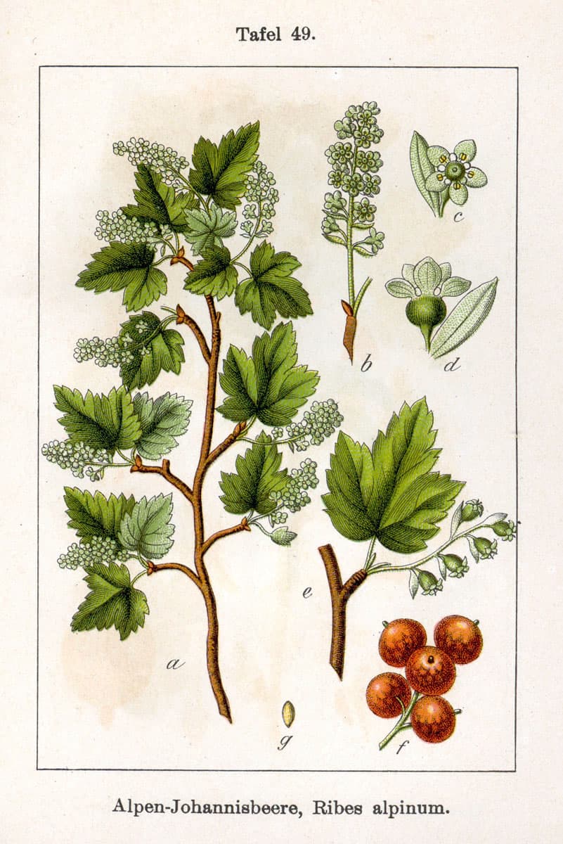 Ribes (genre) — Wikipédia