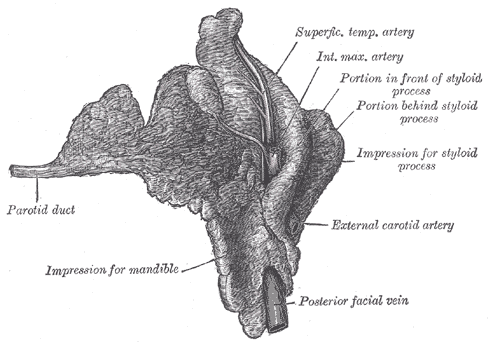 Parotid duct - Wikipedia