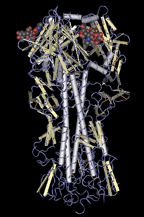 Hémagglutinine — Wikipédia