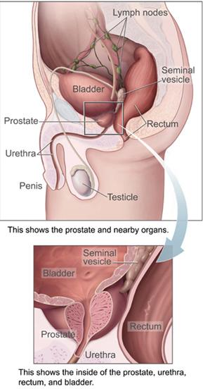 Prostate - Wikipedia