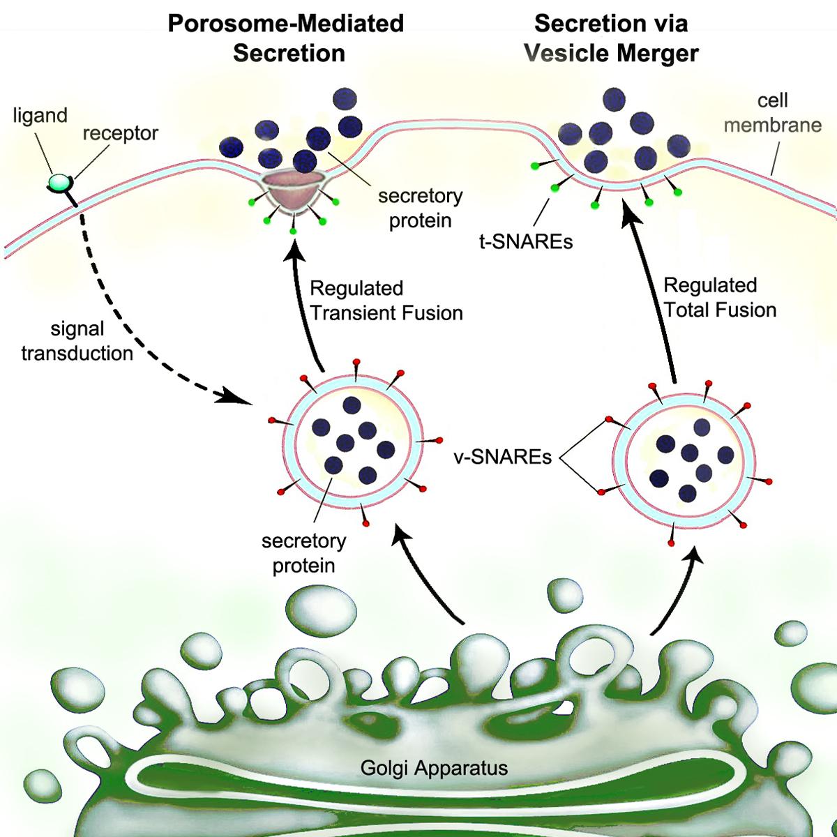 Secretion - Wikipedia