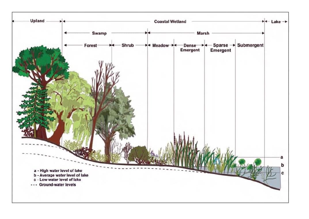 Wetland - Wikipedia