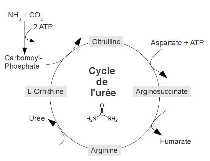 Cycle de l'urée — Wikipédia