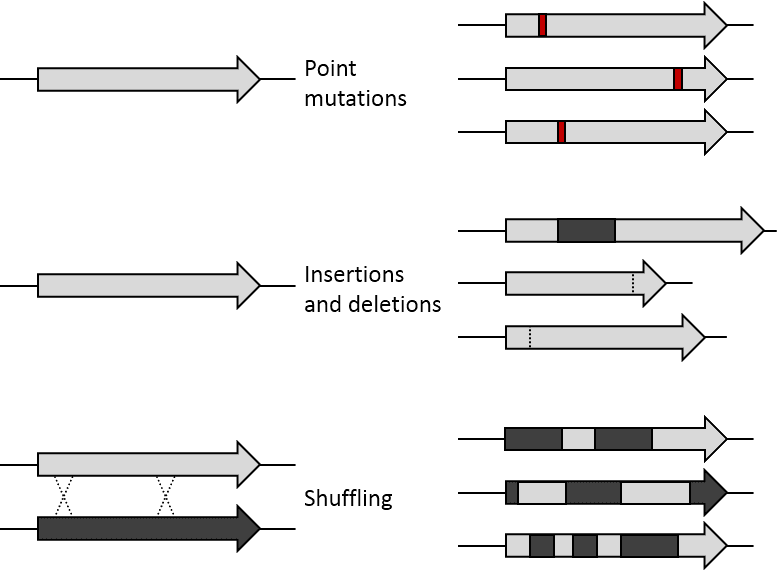 Mutagenesis (molecular biology technique) - Wikipedia