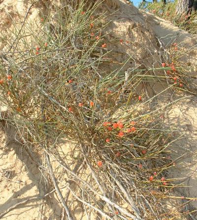 Ephedra — Wikipédia