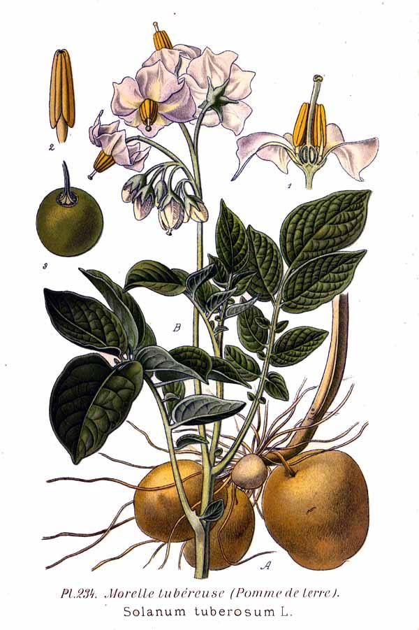 Pomme de terre — Wikipédia