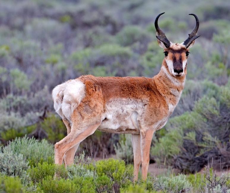 Pronghorn - Wikipedia