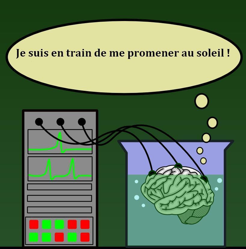 Cerveau dans une cuve — Wikipédia