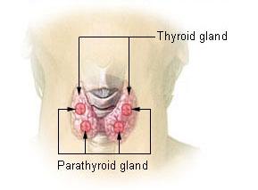 Hyperparathyroidism - Wikipedia