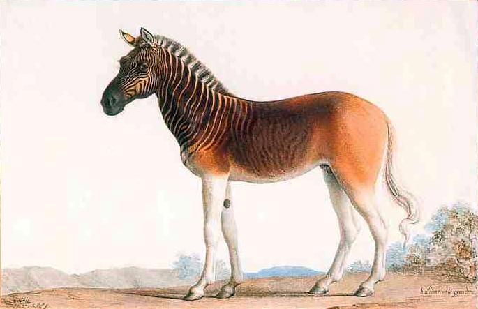 Equus quagga quagga — Wikipédia