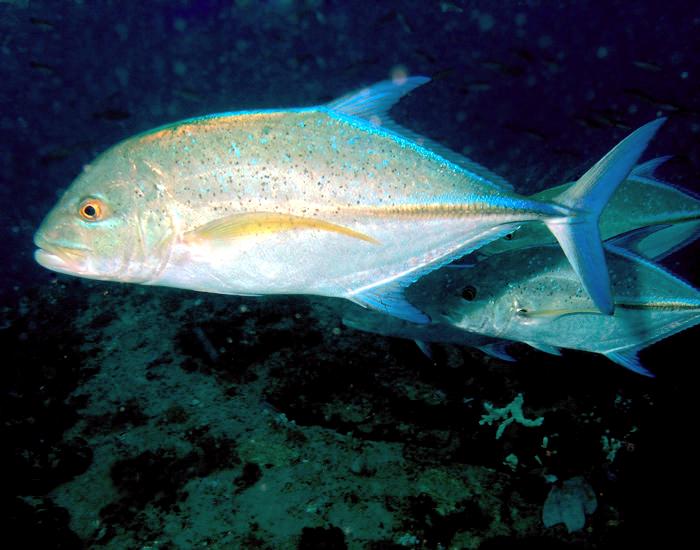 Bluefin trevally - Wikipedia