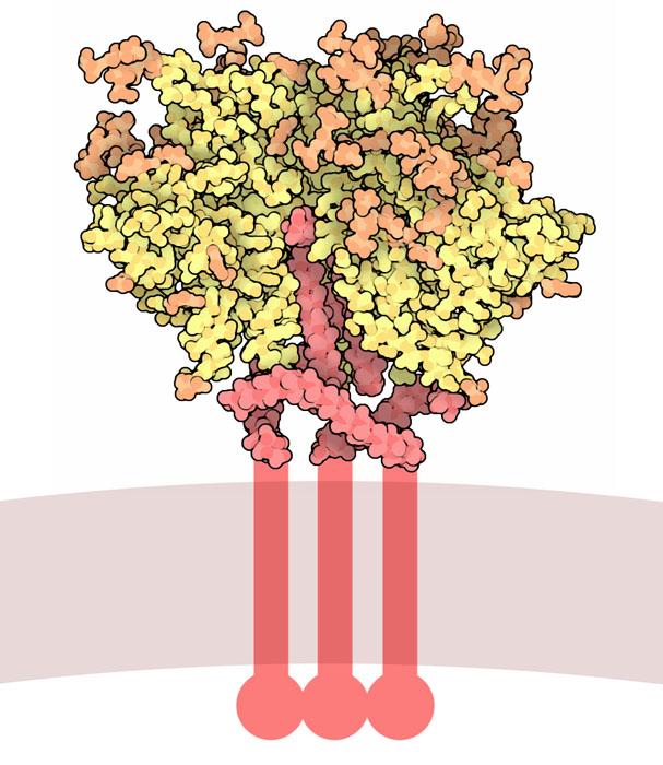 Envelope glycoprotein GP120 - Wikipedia