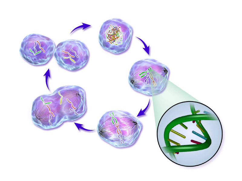 Cell cycle - Wikipedia