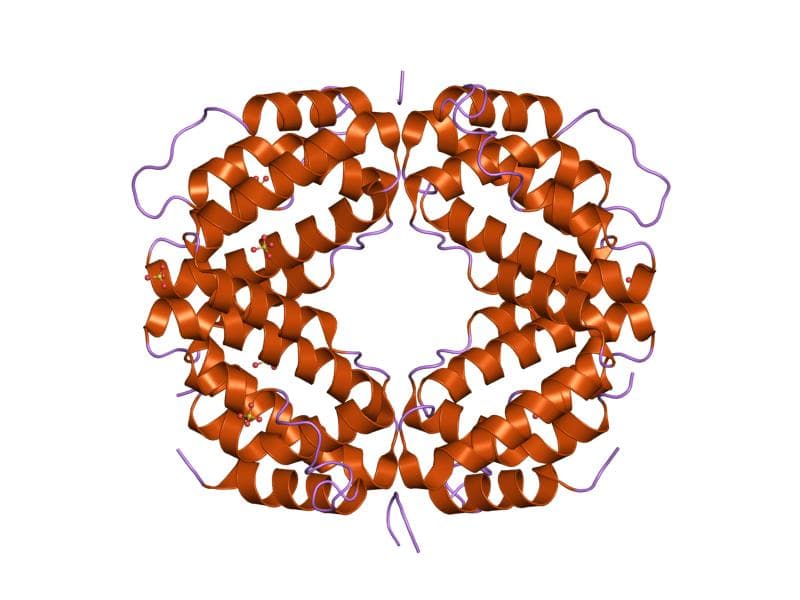 Interféron gamma — Wikipédia