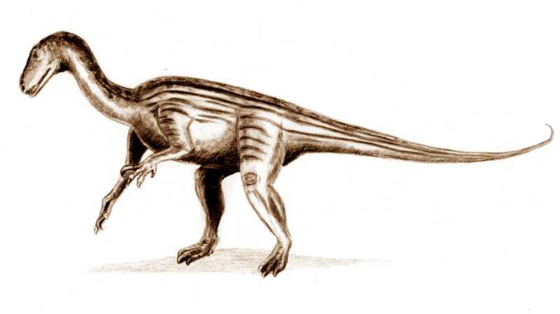 Sauropodomorpha — Wikipédia