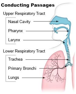 Pulmonary aspiration - Wikipedia