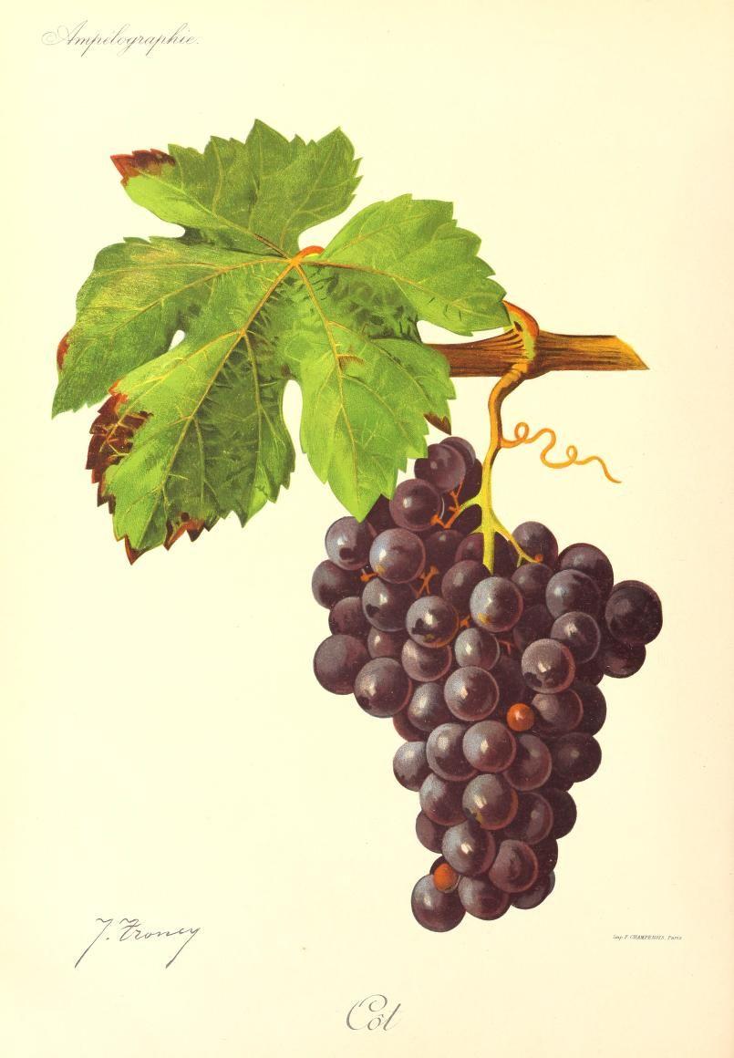 Malbec — Wikipédia