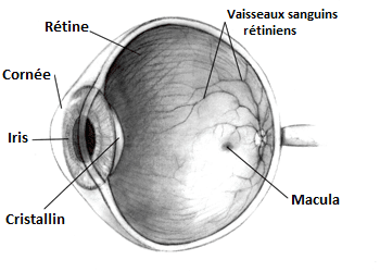 Glaucome — Wikipédia