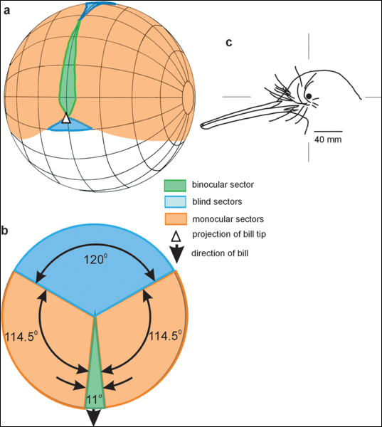 Vision monoculaire — Wikipédia