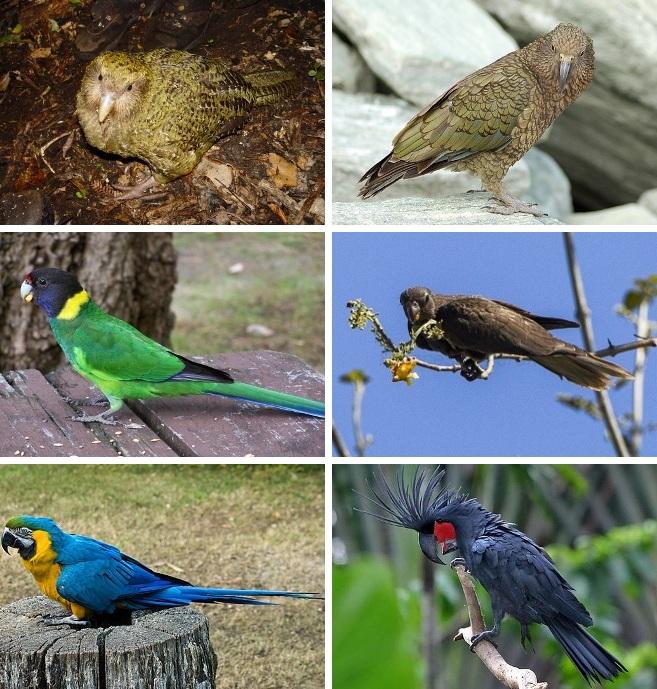 Parrot - Wikipedia