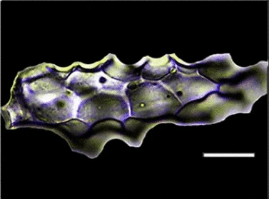 Phytolith - Wikipedia