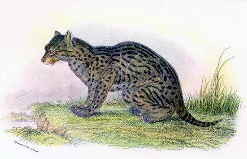 Prionailurus — Wikipédia