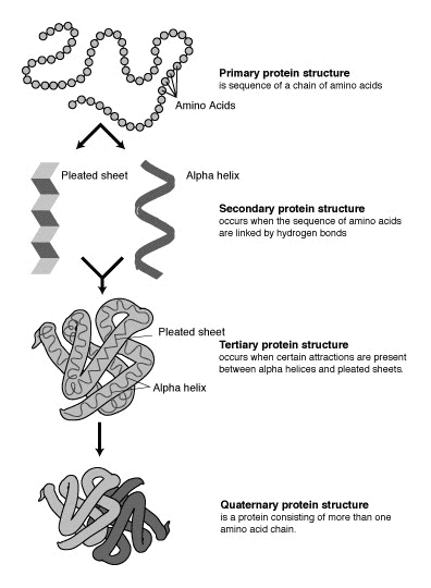 Prédiction de la structure des protéines — Wikipédia