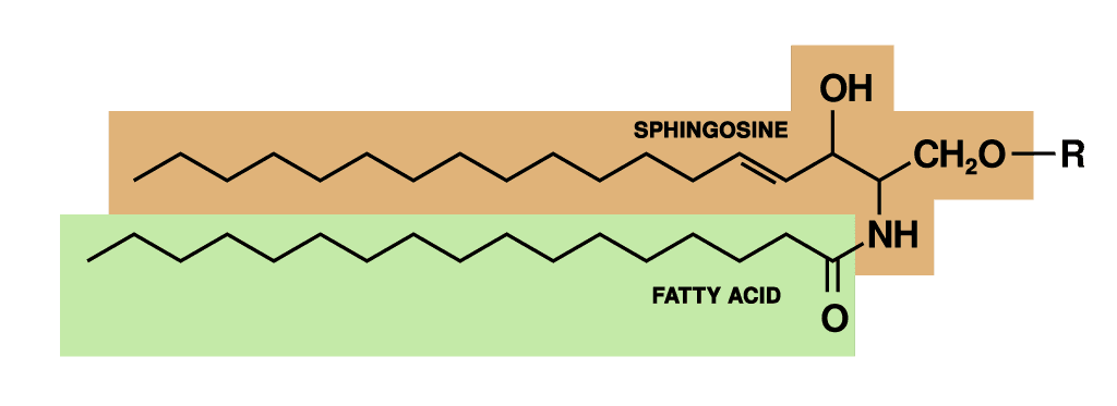 Sphingolipide — Wikipédia