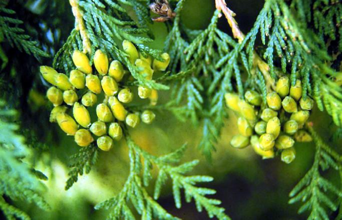 Thuja occidentalis - Wikipedia