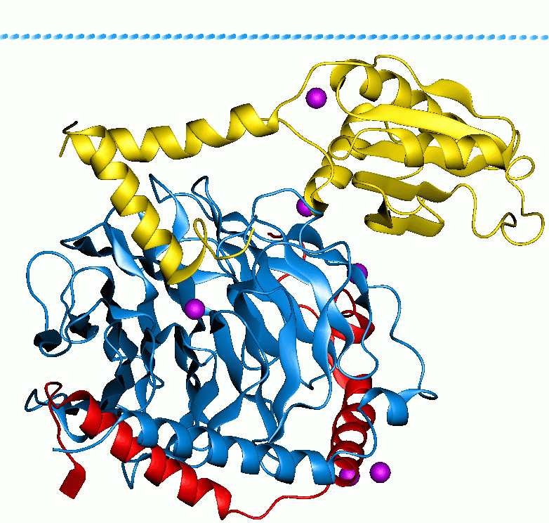 G protein - Wikipedia