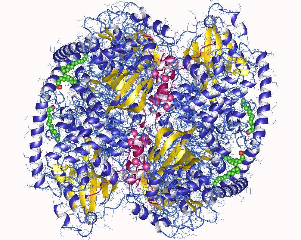 Protéine kinase A — Wikipédia