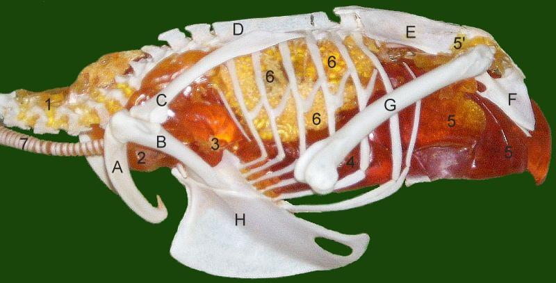 Anatomie des oiseaux — Wikipédia