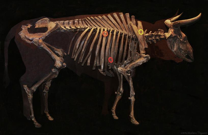 Aurochs — Wikipédia