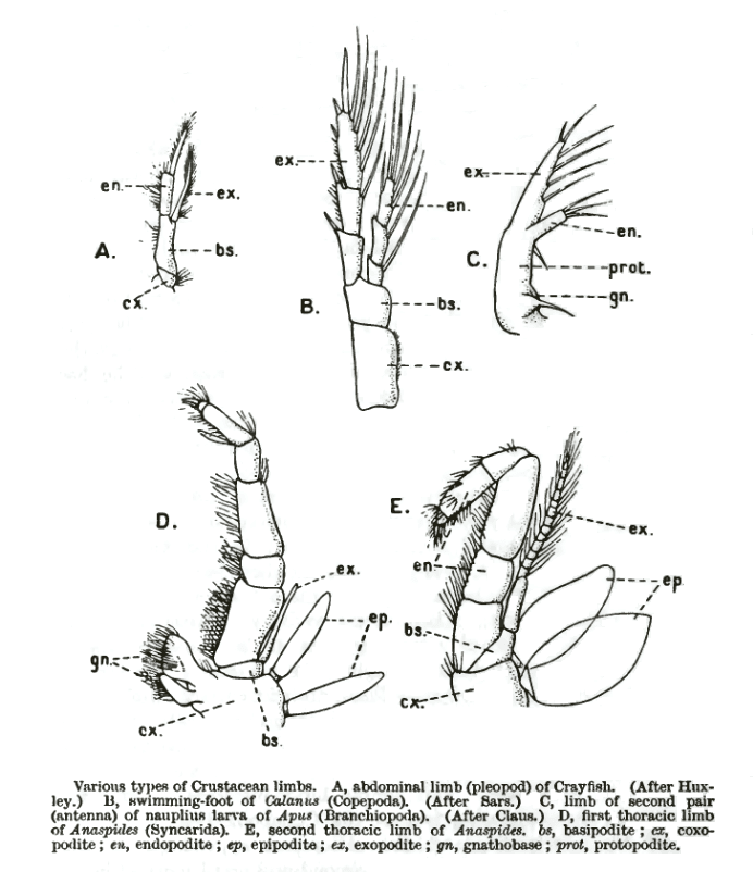 Patte des arthropodes — Wikipédia