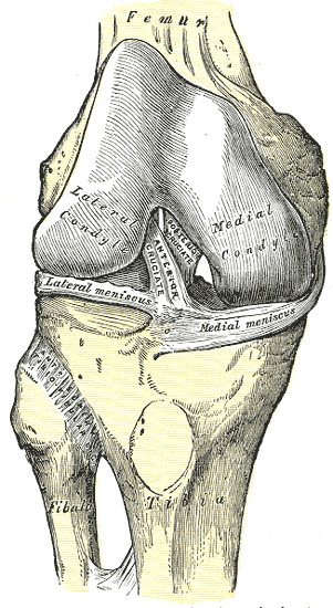 Ligament croisé antérieur — Wikipédia