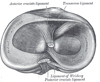 Meniscus (anatomy) - Wikipedia