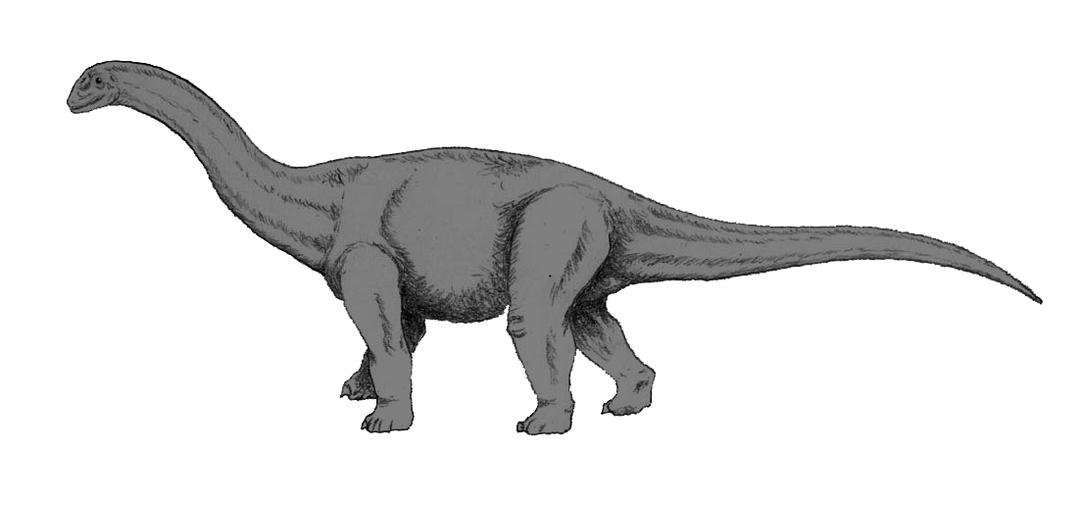 Cetiosaurus — Wikipédia