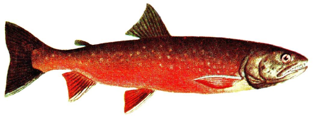 Arctic char - Wikipedia