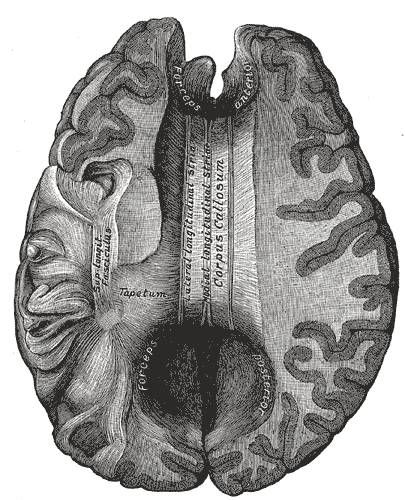 Corpus callosum - Wikipedia