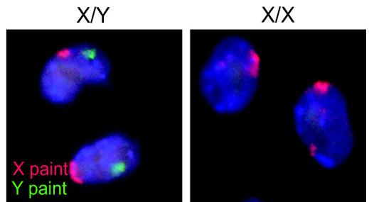 Germ cell - Wikipedia