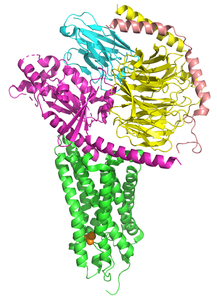 Olfactory receptor - Wikipedia