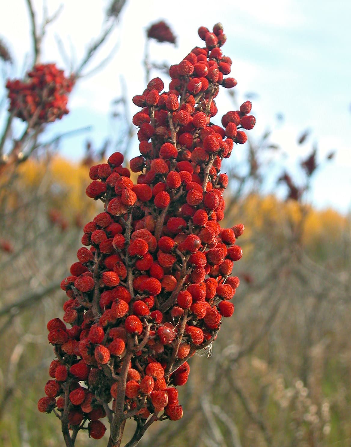 Sumac - Wikipedia